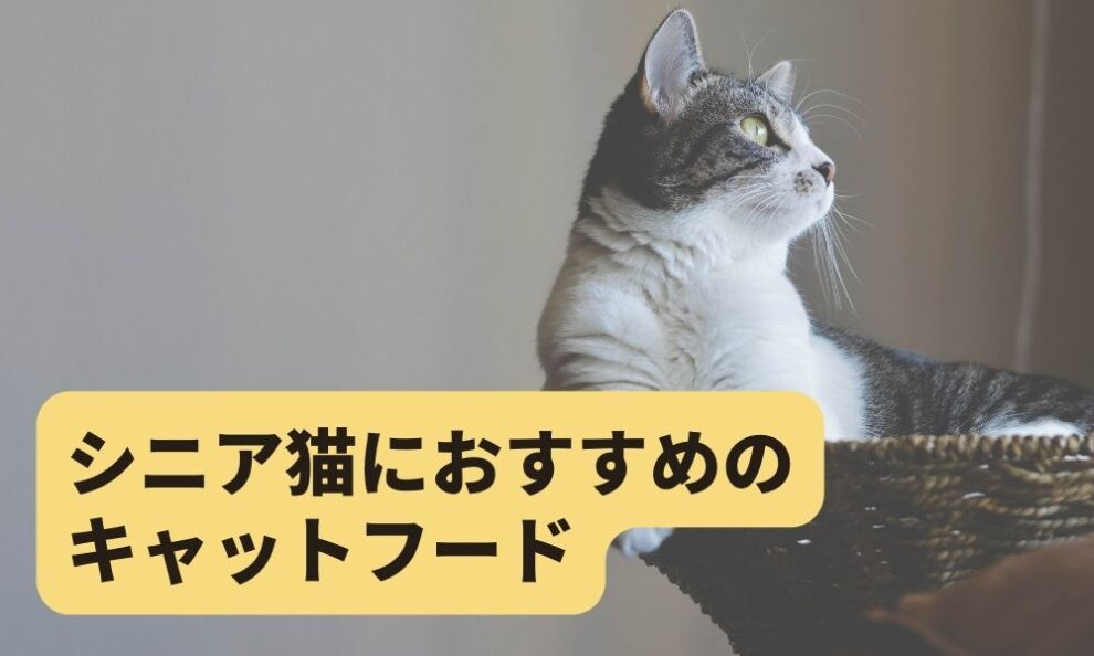 シニア猫(7歳以上)におすすめキャットフード5選！高齢猫用にいつから切り替える？ キャットフードの達人